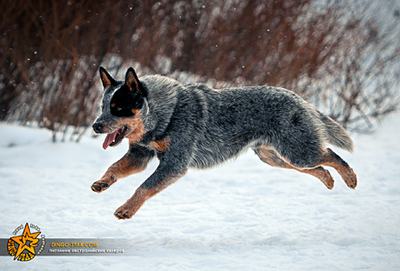 ЭЙС. Австралийский хилер. Австралийская пастушья собака. Australian Cattle Dog