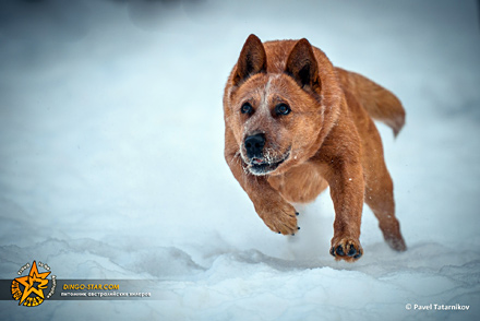 ФЛЭЙМ. Австралийский хилер. Австралийская пастушья собака. Australian Cattle Dog
