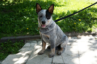 Австралийская пастушья собака, Австралийский хилер Australian Grand Champion PAVESI BLUE GAMBLER