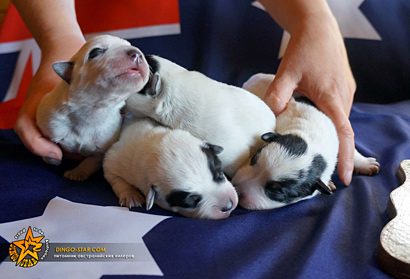 Щенки австралийской пастушьей собаки, Австралийского хилера. Australian Cattle Dog