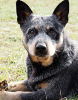 Австралийская пастушья собака, Австралийский хилер. Australian Cattle Dog