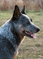 Австралийская пастушья собака, Австралийский хилер. Australian Cattle Dog