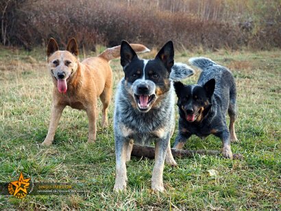 Окрасыу австралийских хилеров. Australian Cattle Dog