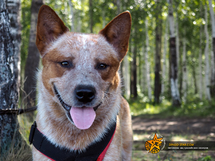 СИМБА. Австралийский хилер. Австралийская пастушья собака. Australian Cattle Dog