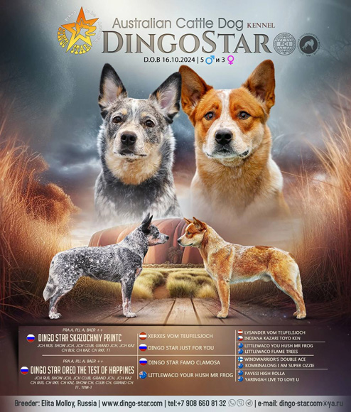Помет Х Dingo Star