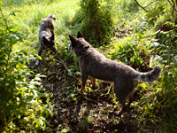 Австралийская пастушья собака, Австралийский хилер. Australian Cattle Dog