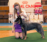   ,   Australian Grand Champion PAVESI BLUE GAMBLER