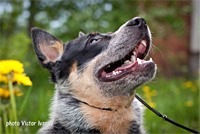   ,  . Australian Cattle Dog