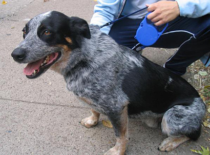 Австралийская пастушья собака, Австралийский хилер. Australian Cattle Dog
