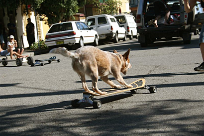   ,  . Australian Cattle Dog