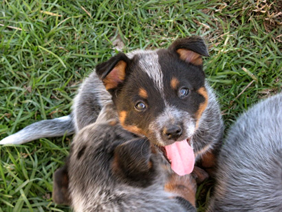 Австралийская пастушья собака, Австралийский хилер. Australian Cattle Dog