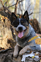   ,  . Australian Cattle Dog