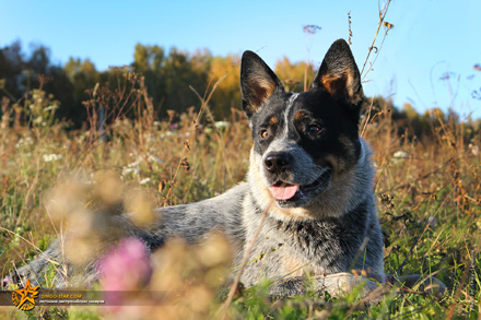 БОНДАЙ. Австралийский хилер. Австралийская пастушья собака. Australian Cattle Dog