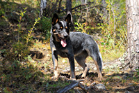Австралийская пастушья собака, Австралийский хилер. Australian Cattle Dog