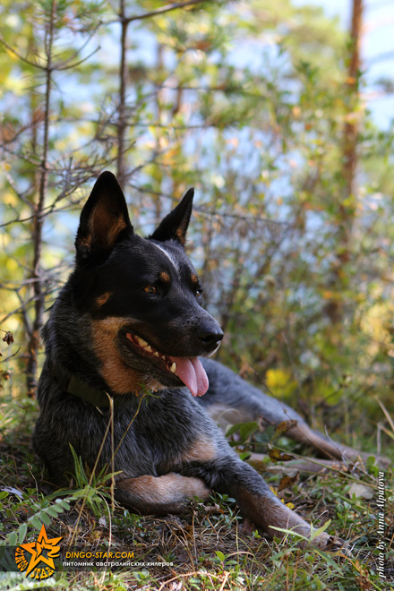 МАРГО. Австралийский хилер. Австралийская пастушья собака. Australian Cattle Dog