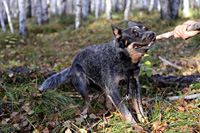   ,  . Australian Cattle Dog