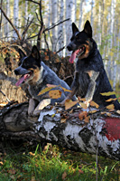 Австралийская пастушья собака, Австралийский хилер. Australian Cattle Dog