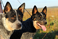 Австралийская пастушья собака, Австралийский хилер. Australian Cattle Dog