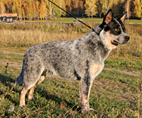Австралийская пастушья собака, Австралийский хилер