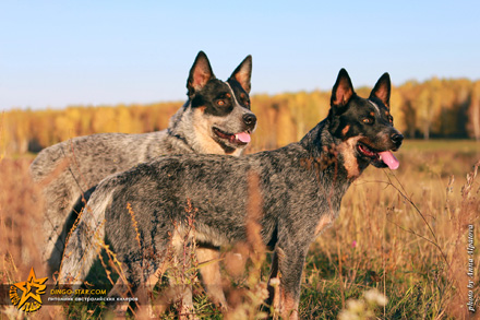 БОНДАЙ и МАРГО. Австралийские хилеры. Австралийская пастушья собака. Australian Cattle Dog