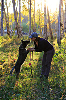   ,  . Australian Cattle Dog