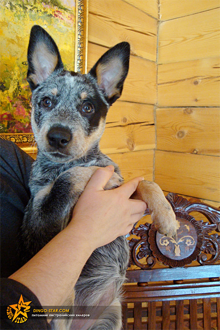 ОЗЗИ. Австралийский хилер. Австралийская пастушья собака. Australian Cattle Dog