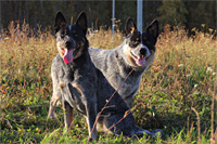   ,  . Australian Cattle Dog