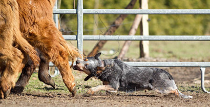Австралийский хилер за работой. Australian Cattle Dog
