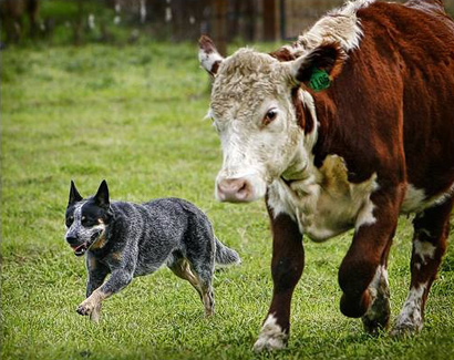 Австралийский хилер за работой. Australian Cattle Dog