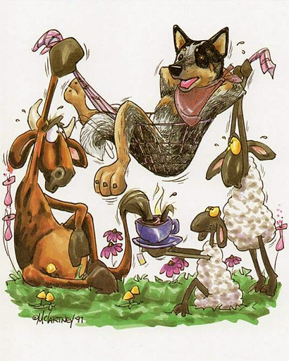 Австралийский хилер за работой. Australian Cattle Dog
