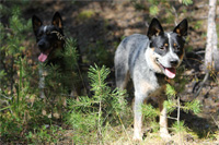Австралийская пастушья собака, Австралийский хилер. Australian Cattle Dog