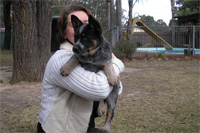 Австралийская пастушья собака, Австралийский хилер. Australian Cattle Dog