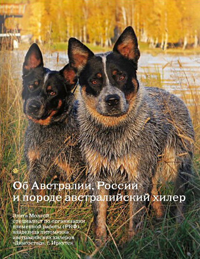 Австралийский хилер за работой. Australian Cattle Dog