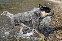 Австралийская пастушья собака, Австралийский хилер. Australian Cattle Dog