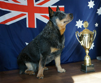   ,  . Australian Cattle Dog