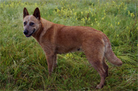 Австралийская пастушья собака, Австралийский хилер Australian Grand Champion PAVESI BLUE GAMBLER