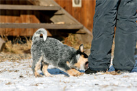   ,  . Australian Cattle Dog