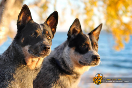 БОНДАЙ и МАРГО. Австралийские хилеры. Австралийская пастушья собака. Australian Cattle Dog