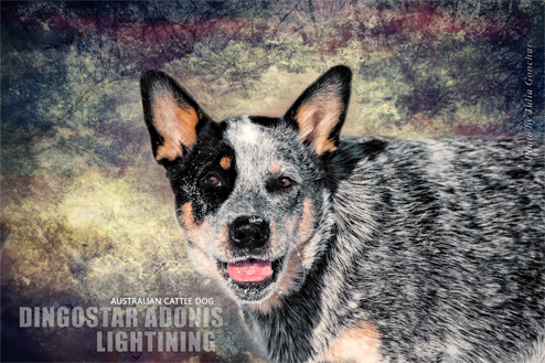    Dingostar Adonis Lightining