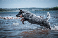 Австралийская пастушья собака, Австралийский хилер. Australian Cattle Dog