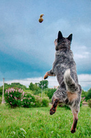   ,  . Australian Cattle Dog