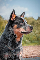   ,  . Australian Cattle Dog