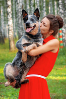 Австралийская пастушья собака, Австралийский хилер. Australian Cattle Dog