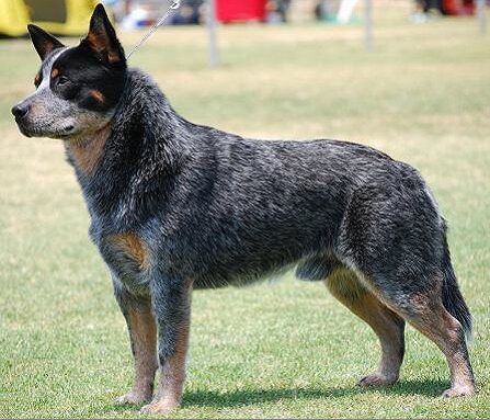 Австралийская пастушья собака, Австралийский хилер. Australian Cattle Dog