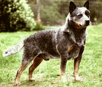 Австралийская пастушья собака, Австралийский хилер. Australian Cattle Dog