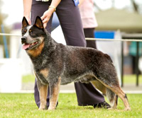   .  . Australian Cattle Dog - Australian Grand Champion 