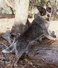   .  . Australian Cattle Dog - Australian Champion YARINGAH LIVE TO LOVE U