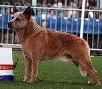 Australian Grandchampion Flagstone King Reddy Teddy