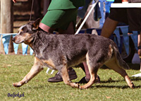 Australian Champion multi BIS Yaringah Boneocontention