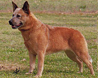 Australian Grandchampion Yaringah Ginger Kisses